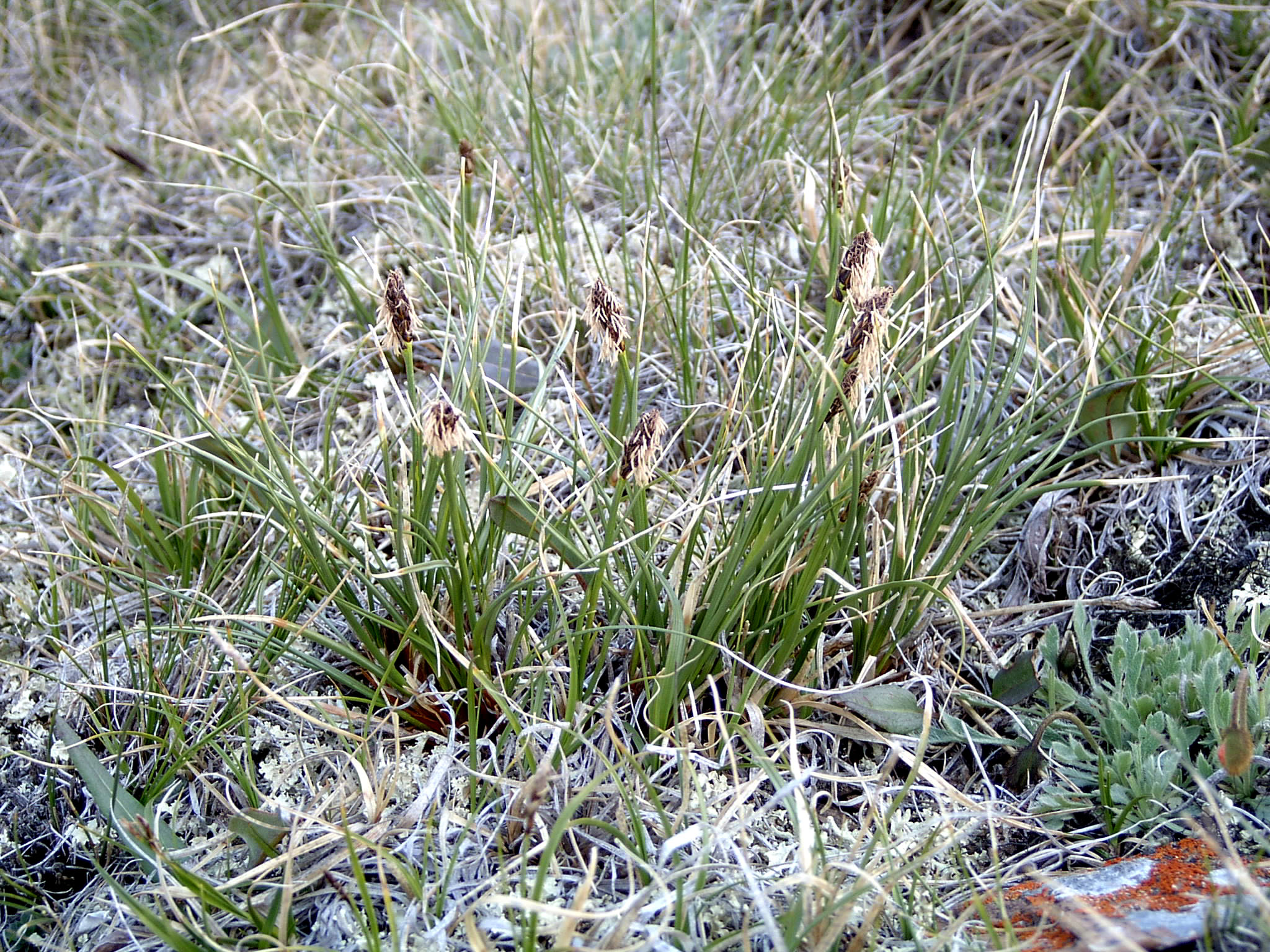 view image: Carex pediformis C. A. Mey.