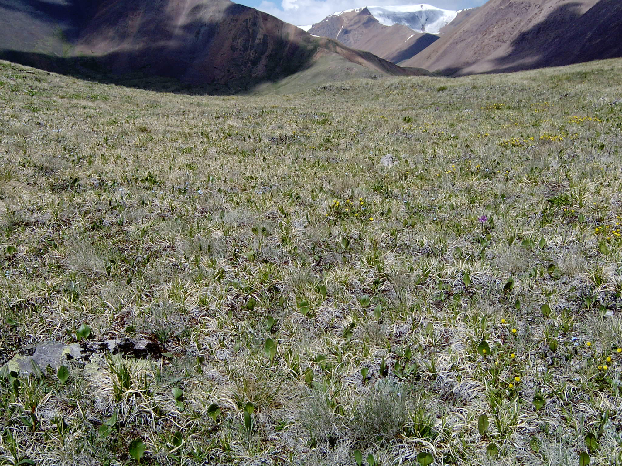 view image: Viola altaica Ker-Gawl.