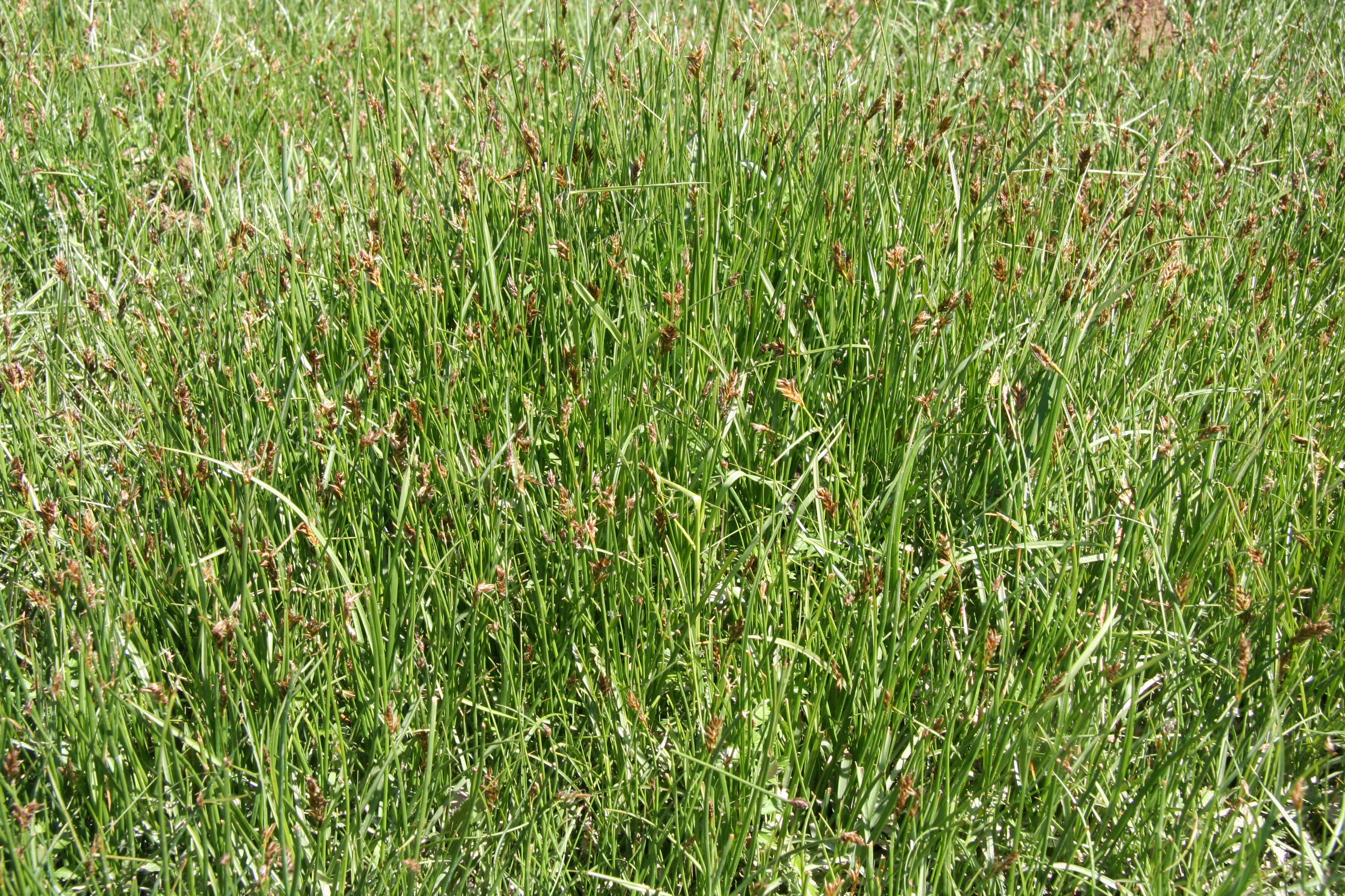 view image: Carex enervis C. A. Mey