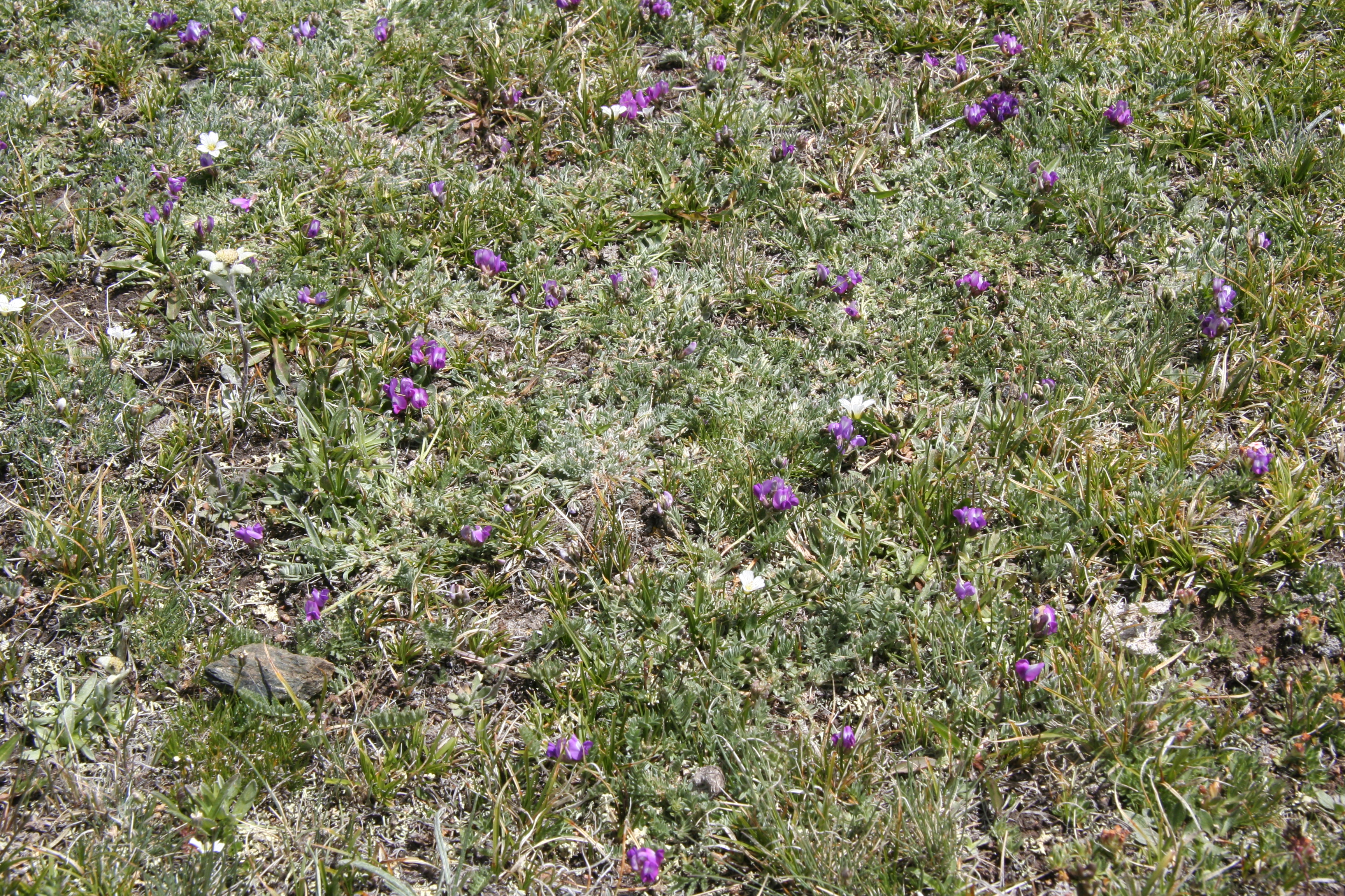 view image: Carex sempervirens Vill.
