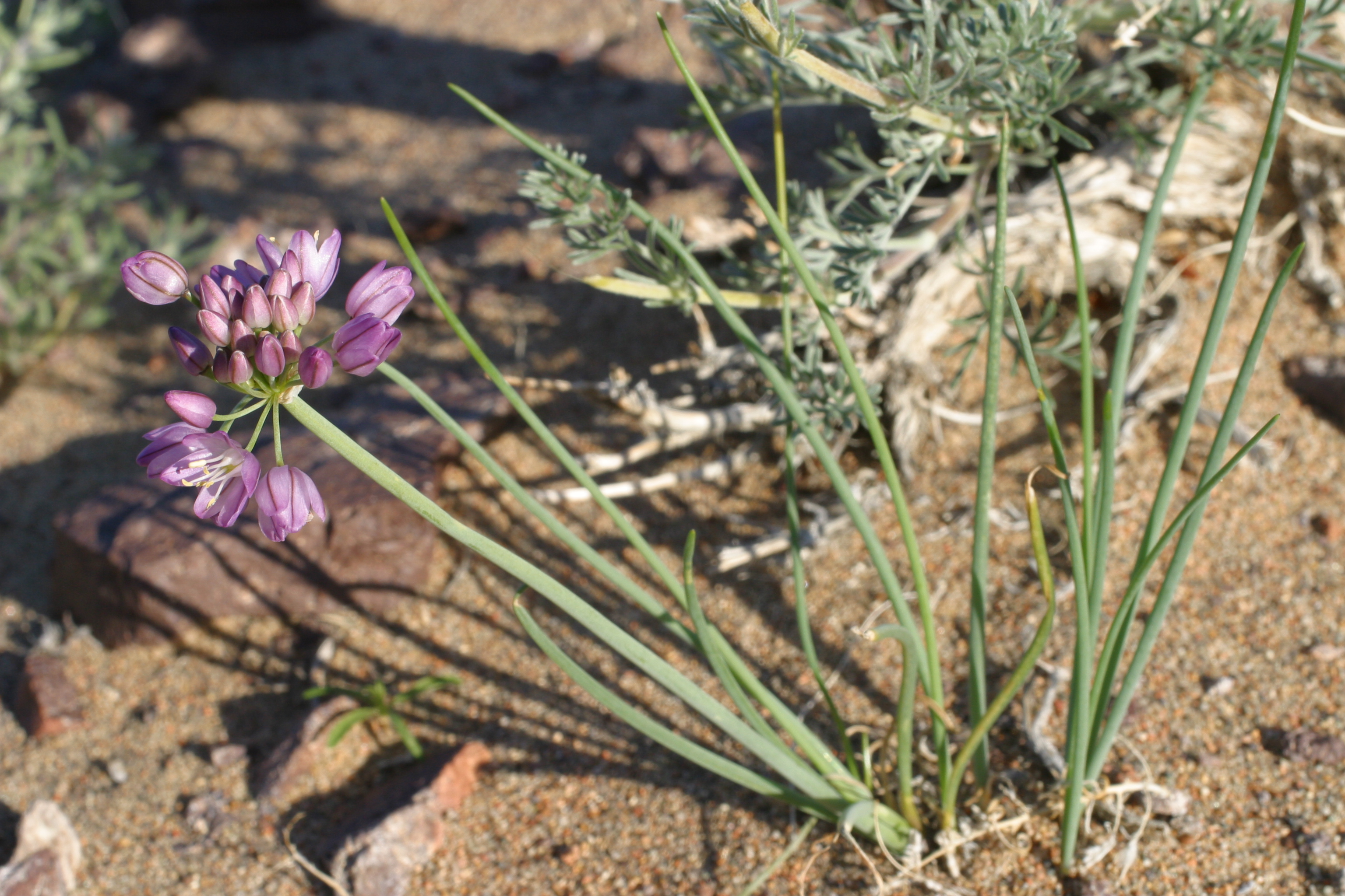 view image: Allium mongolicum Turcz. ex Regel