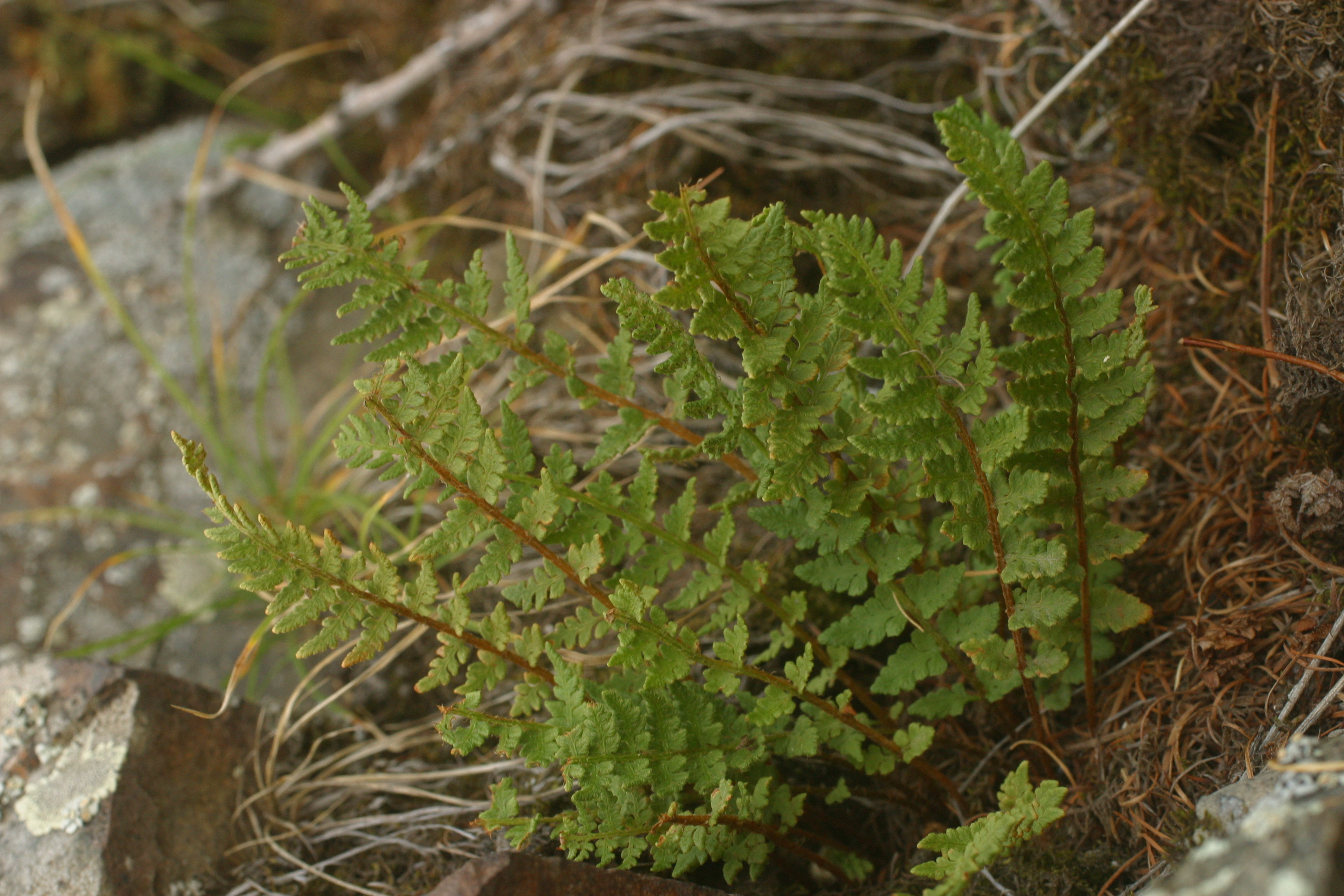 view image: Woodsia ilvensis (L.) R. Br.