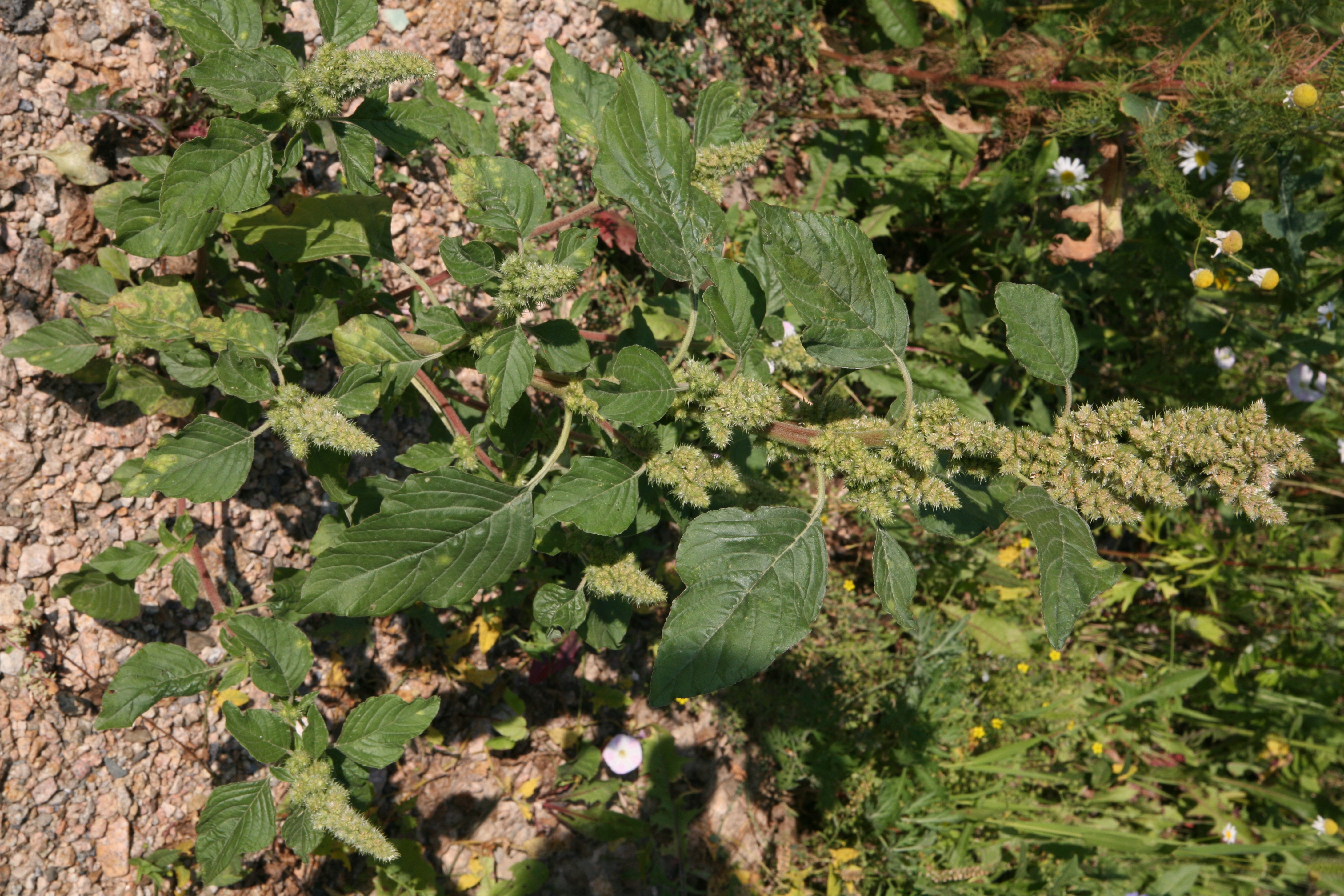 view image: Amaranthus retroflexus L.