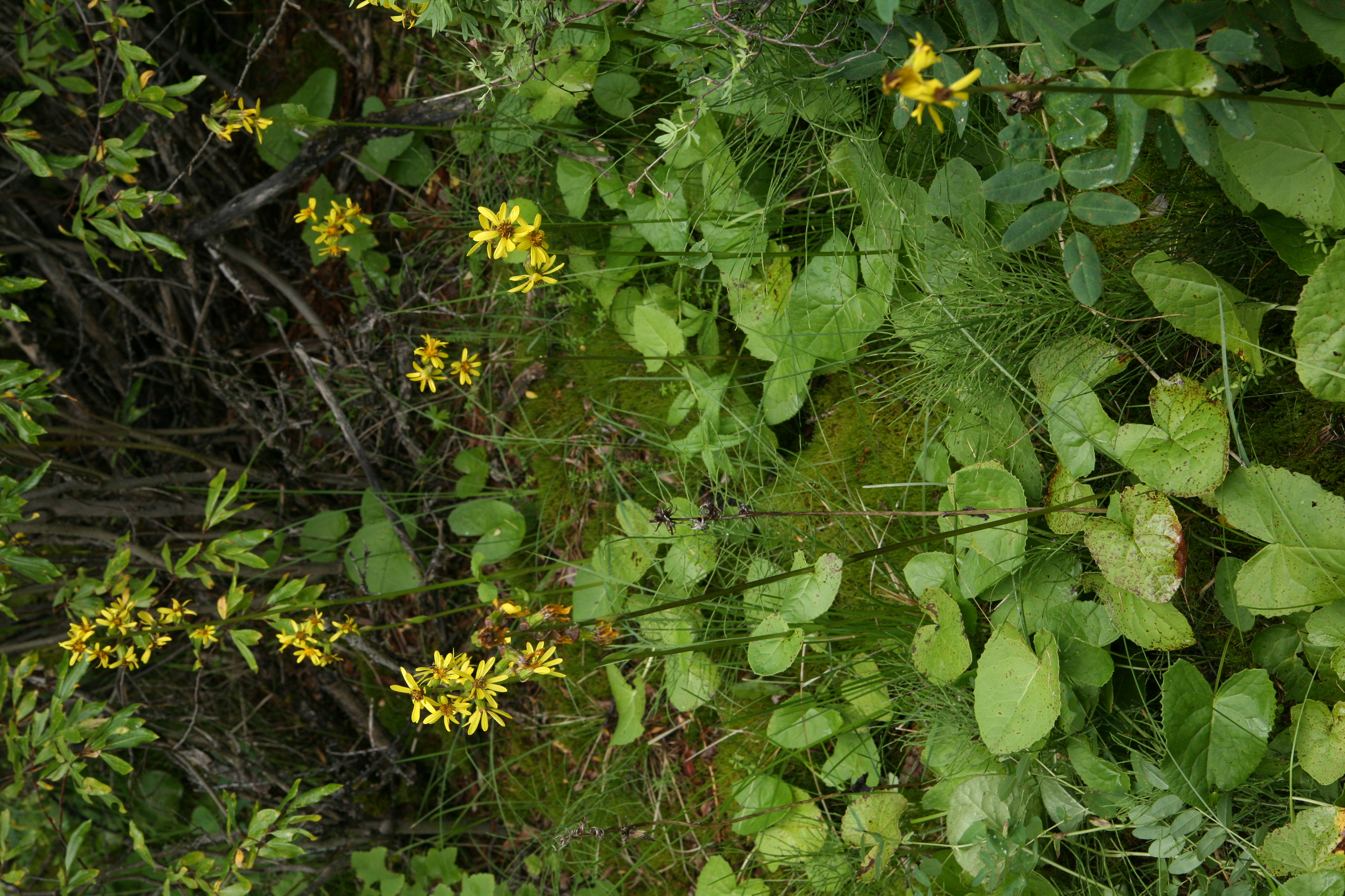 view image: Ligularia sibirica (L.) Cass.