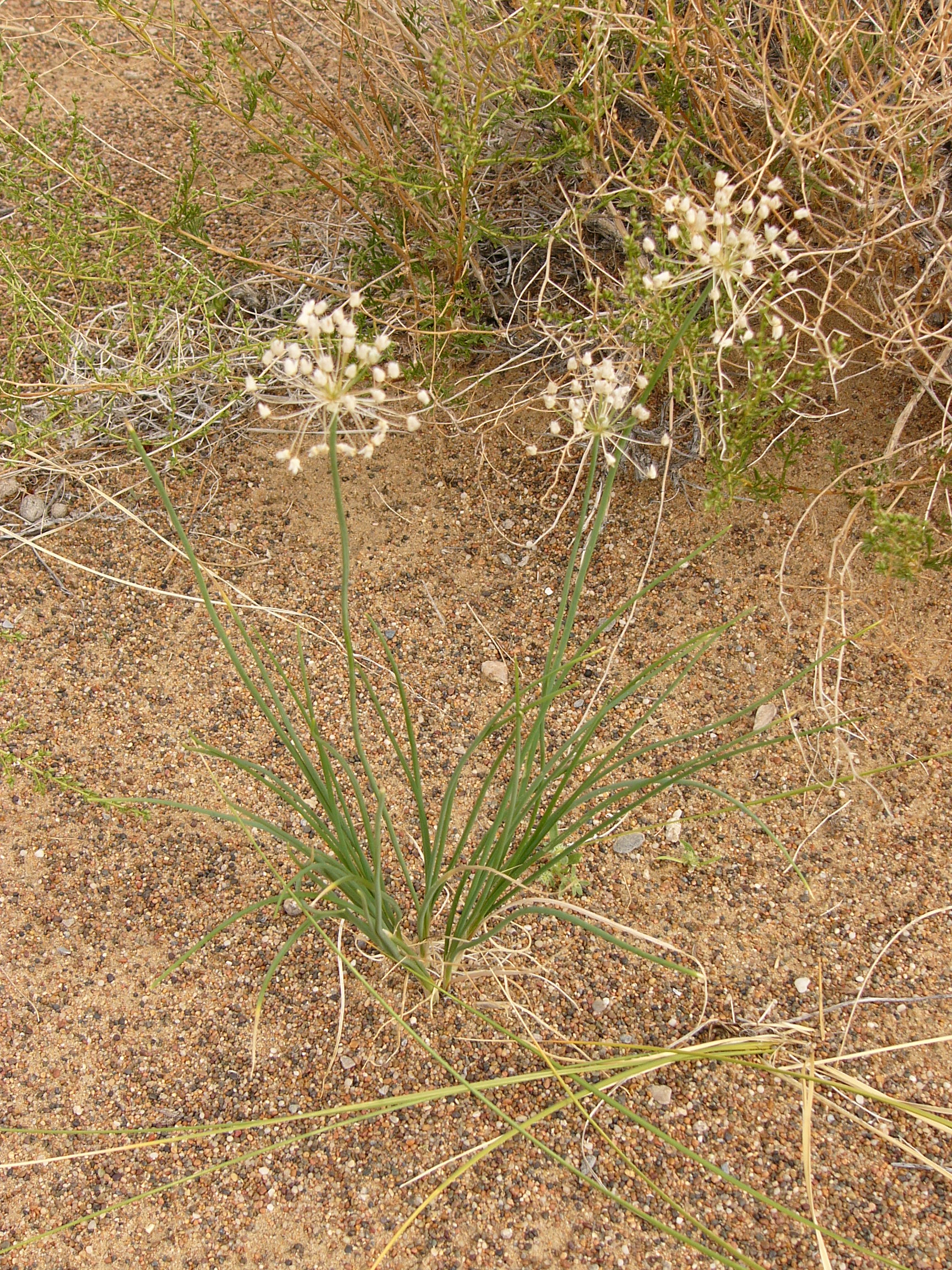 view image: Allium anisopodium Ledeb.