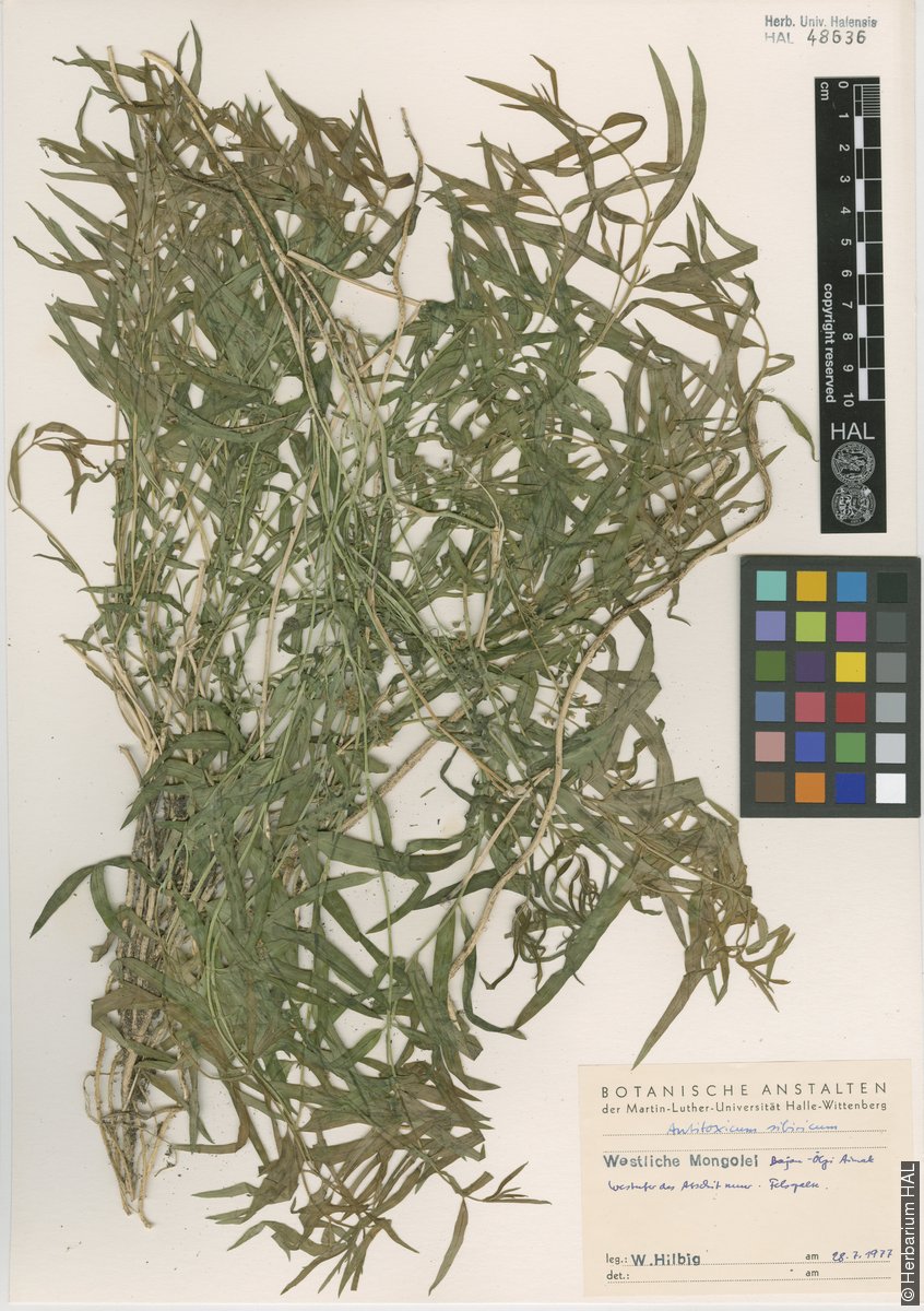 view image: Vincetoxicum sibiricum (L.) Decne.