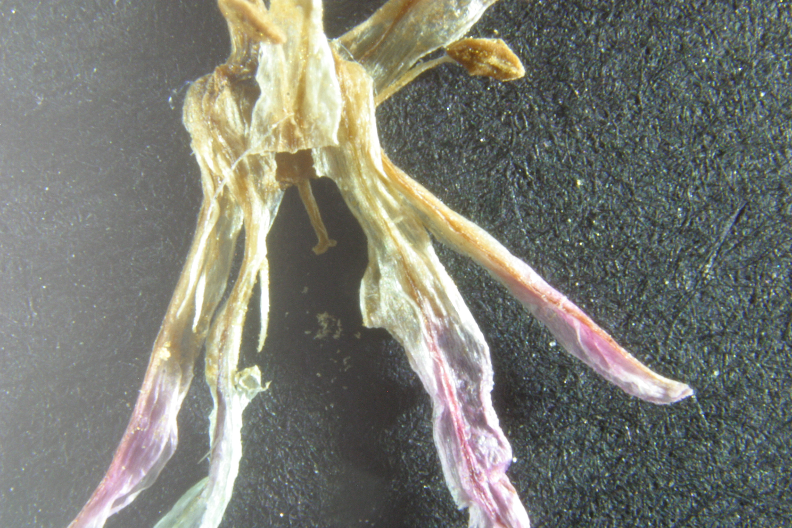 view image: Allium neriniflorum (Herb.) Baker