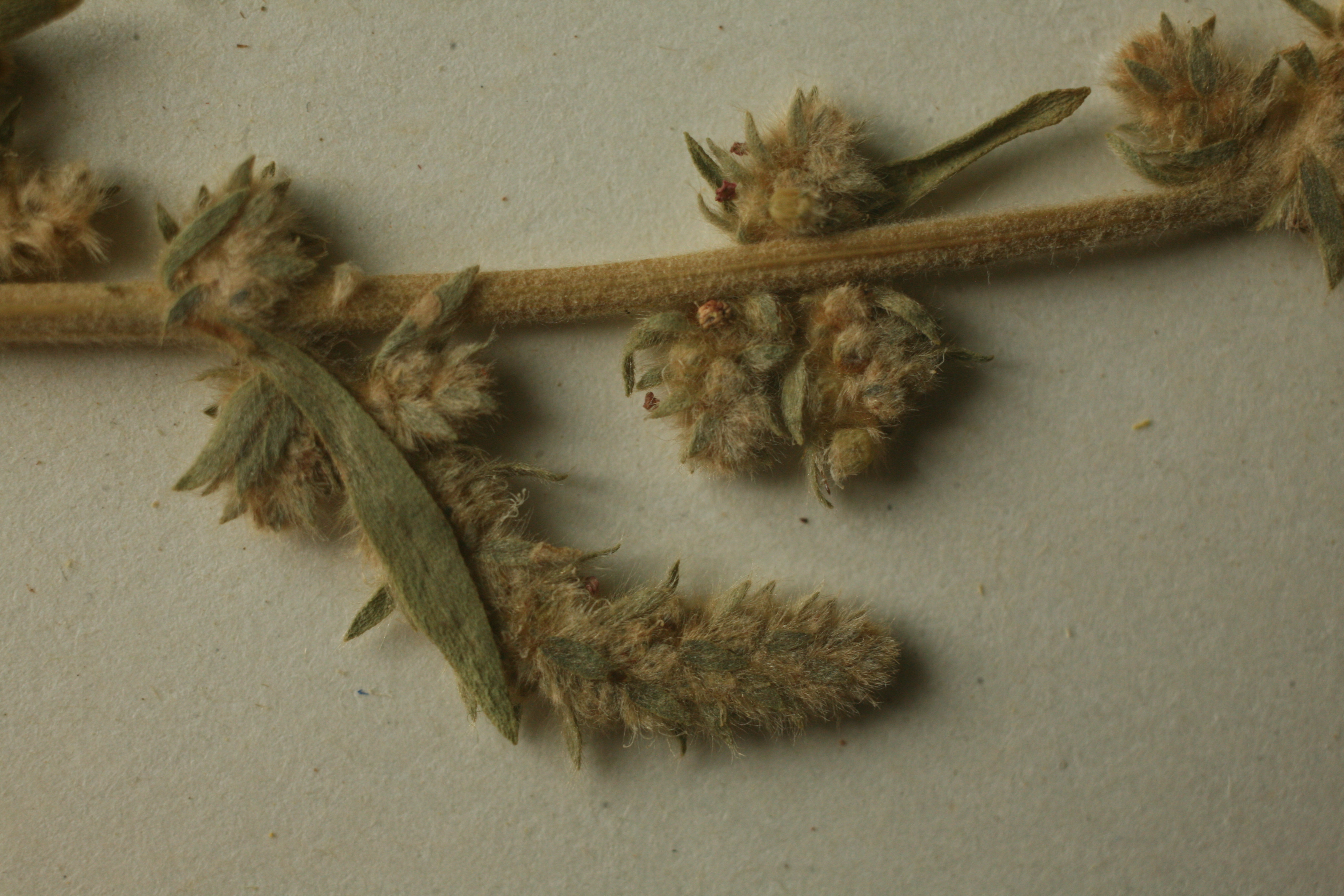 view image: Bassia hyssopifolia (Pall.) O. Kuntze