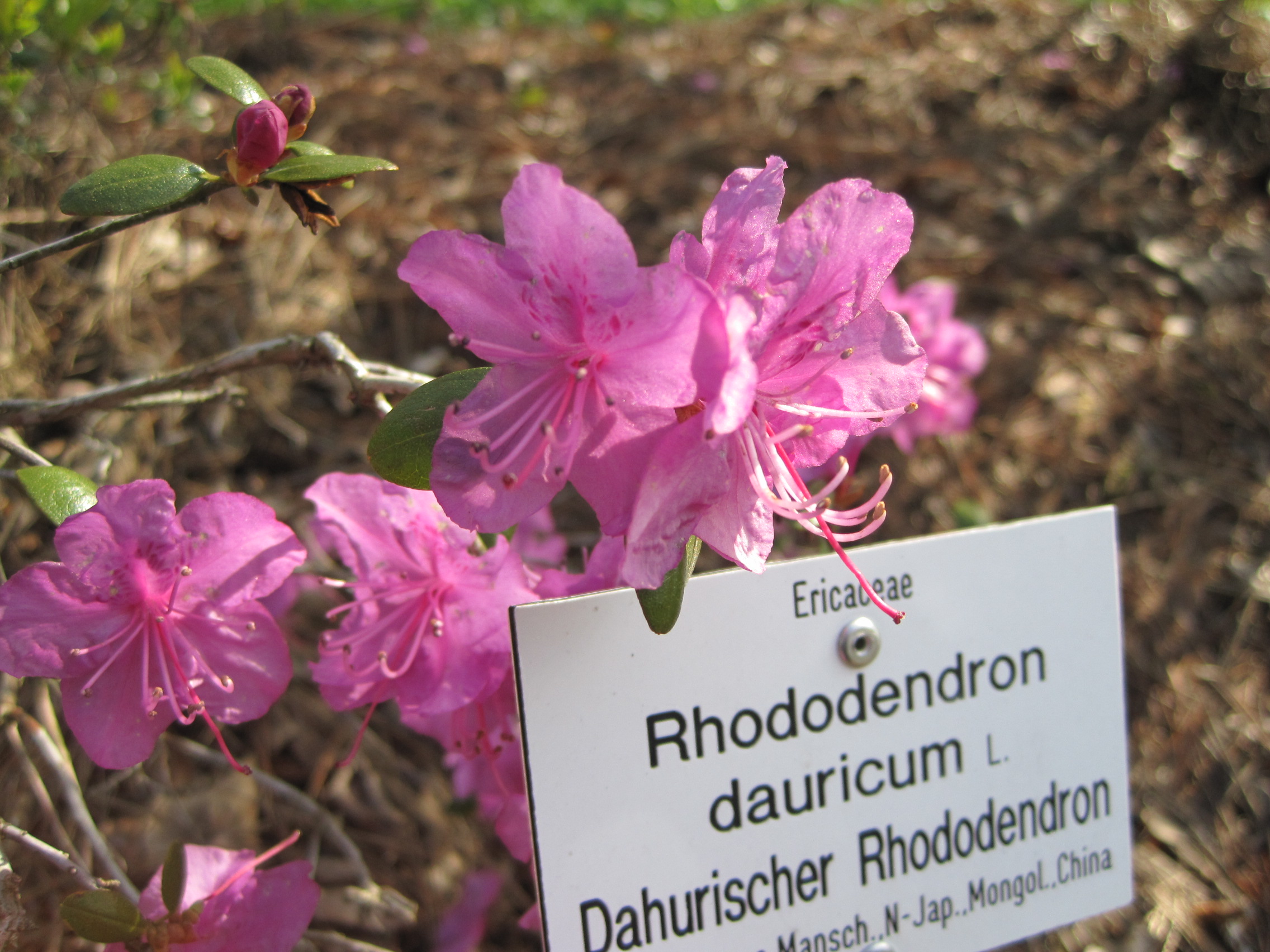 view image: Rhododendron dauricum L.
