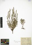 Artemisia adamsii<br><br>