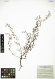 Artemisia anethifolia<br><br>