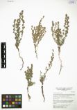 Artemisia caespitosa<br><br>