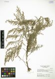Artemisia changaica<br><br>