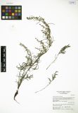Artemisia desertorum<br><br>