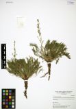 Artemisia dolosa<br><br>