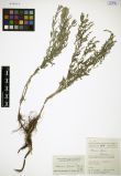 Artemisia glauca<br><br>