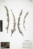 Artemisia glauca<br><br>