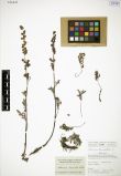 Artemisia laciniata<br><br>