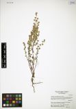 Artemisia macrocephala<br><br>