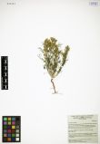 Artemisia palustris<br><br>