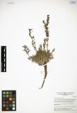 Artemisia pycnorhiza<br><br>