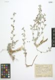 Chesneya mongolica<br><br>