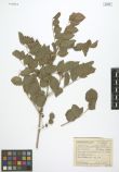Glycyrrhiza uralensis<br><br>