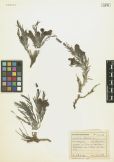  Cymbaria daurica