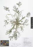 Eragrostis minor ssp. mimica<br><br>