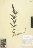 Veronica longifolia