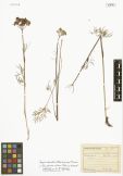 Angelica tenuifolia