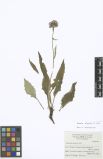 Saussurea alpina<br><br>