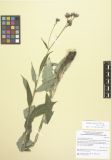 Saussurea parviflora<br><br>