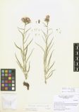 Saussurea salicifolia<br><br>