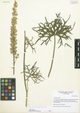 Aconitum barbatum<br><br>