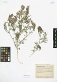 Astragalus dahuricus<br><br>