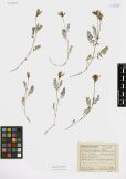 Astragalus danicus<br><br>