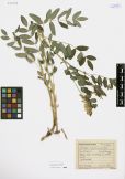 Astragalus frigidus<br><br>
