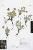 Astragalus kurtschumensis<br><br>