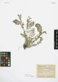Astragalus laguroides<br><br>