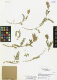 Astragalus laxmannii<br><br>