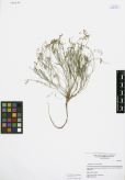 Astragalus miniatus<br><br>