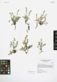 Astragalus scaberrimus<br><br>