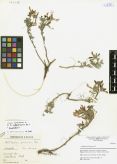 Astragalus syriacus<br><br>