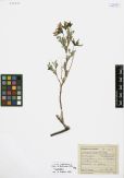 Astragalus syriacus<br><br>