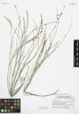 Astragalus tenuis<br><br>