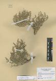  Anabasis brevifolia