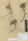  Anabasis brevifolia