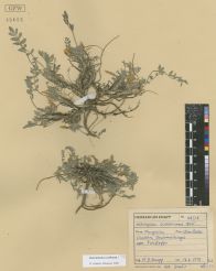 Astragalus scaberrimus<br><br>