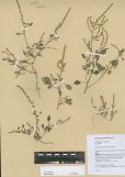 Chenopodium acuminatum<br><br>